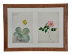 British School, 20th century Various artists. A collection of watercolours of floral subjects.