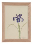 British School, 20th century. Various artists. A collection of ten watercolours of floral subjects