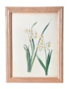 British School, 20th century Various artists. A collection of twelve watercolours of floral
