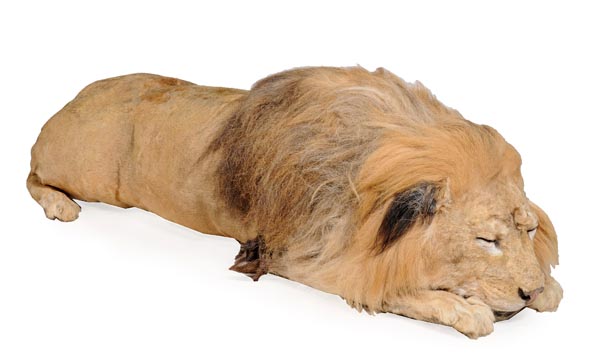 A taxidermy of a sleeping male African lion, Panthero Leo, 20th century, 167cm long