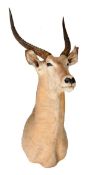 A taxidermy Waterbuck Antelope head, Kobus ellipsiprymnus, late 19th early 20th century, mounted on