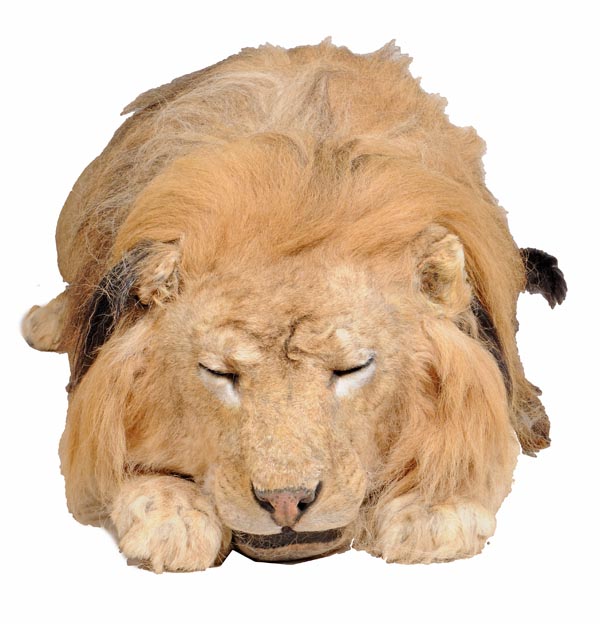 A taxidermy of a sleeping male African lion, Panthero Leo, 20th century, 167cm long - Image 3 of 3