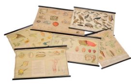 A collection of Italian educational biology wall charts comprising, a set of four on Mammalls,