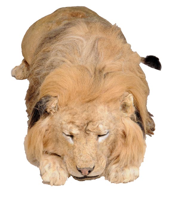 A taxidermy of a sleeping male African lion, Panthero Leo, 20th century, 167cm long - Image 2 of 3