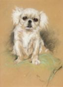 Arthur Wardle (1864-1949) Study of Chihuahua. Pastel Signed lower right 33 x 25cm (13 x 91/2in)