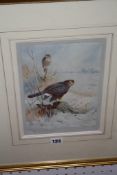 Archibald Thorburn Sparrowhawks Colour print Pencil signed to the margin Published by A, Blair