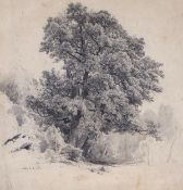 Attributed to Louis Auguste Lapito, Oak tree study, pencil on wove paper, location indistinctly