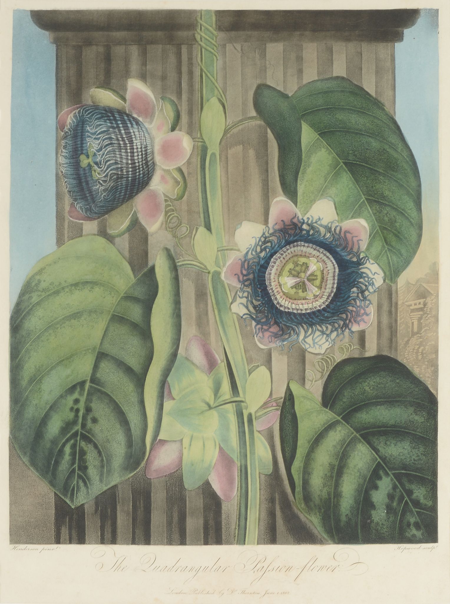 Dr Robert Thornton (Publisher) - The Quadrangular Passion Flower The Blue Egyptian Water Lily Indian - Image 4 of 4