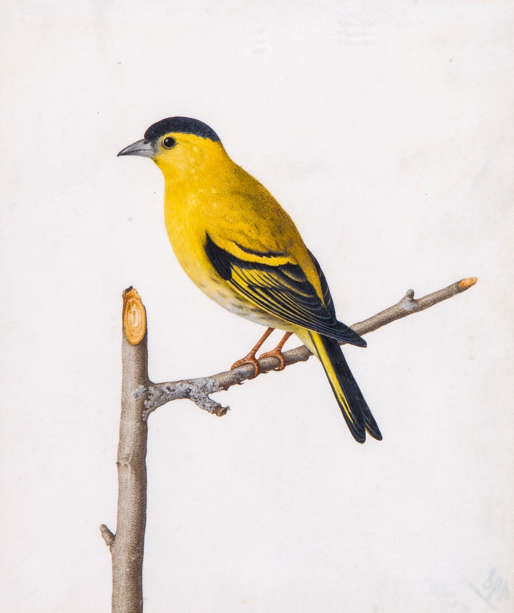 Attributed to Carl Wilhelm de Hamilton - A Coal Tit; a Black Capped Yellow Songbird, A pair, - Image 2 of 2