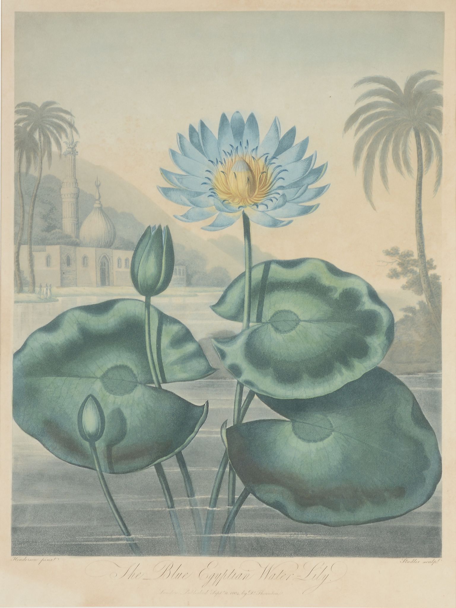 Dr Robert Thornton (Publisher) - The Quadrangular Passion Flower The Blue Egyptian Water Lily Indian - Image 3 of 4