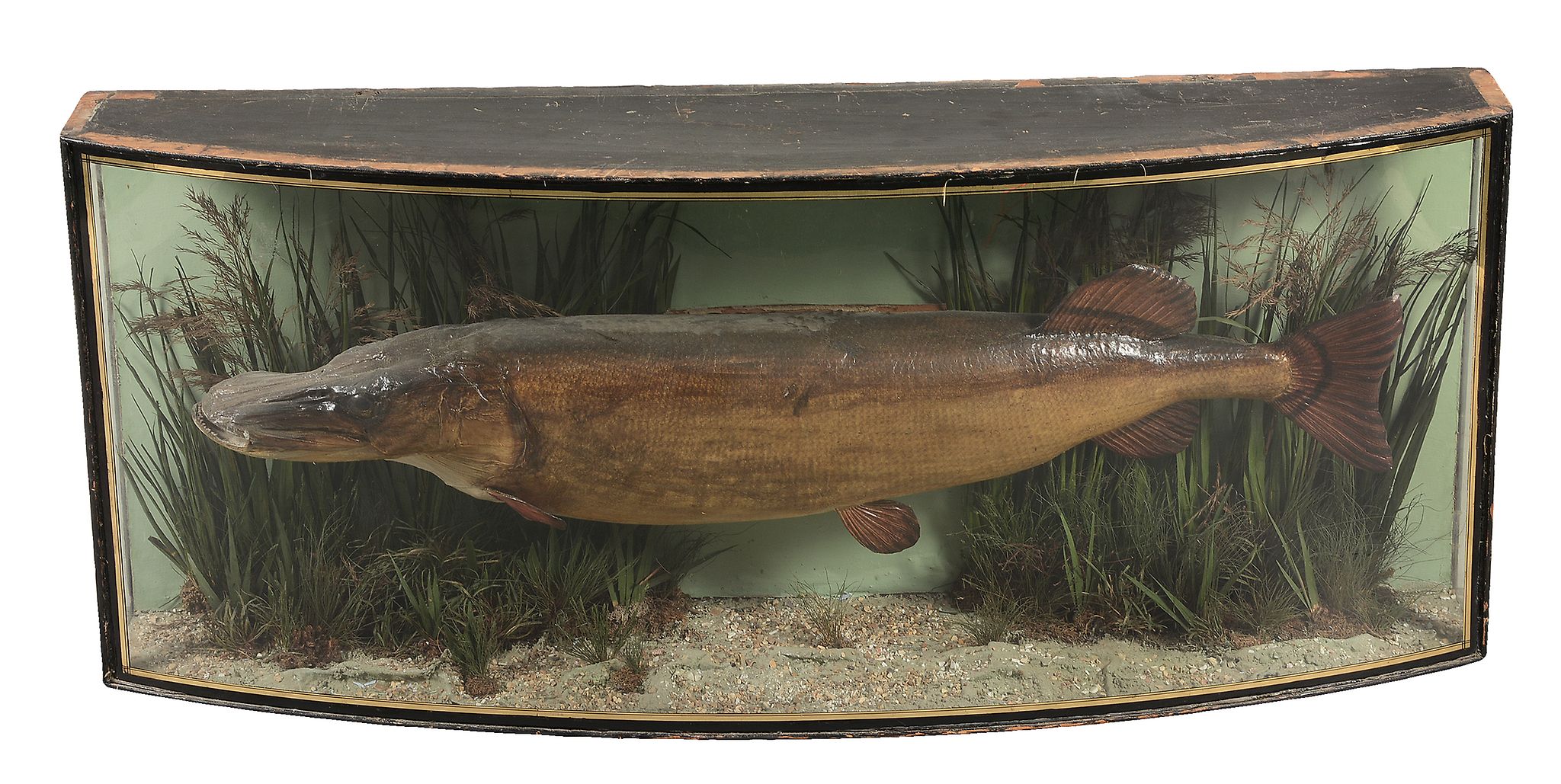 Angling.- - A preserved and mounted pike,  A preserved and mounted pike,   ÃŠught by John Orlebar