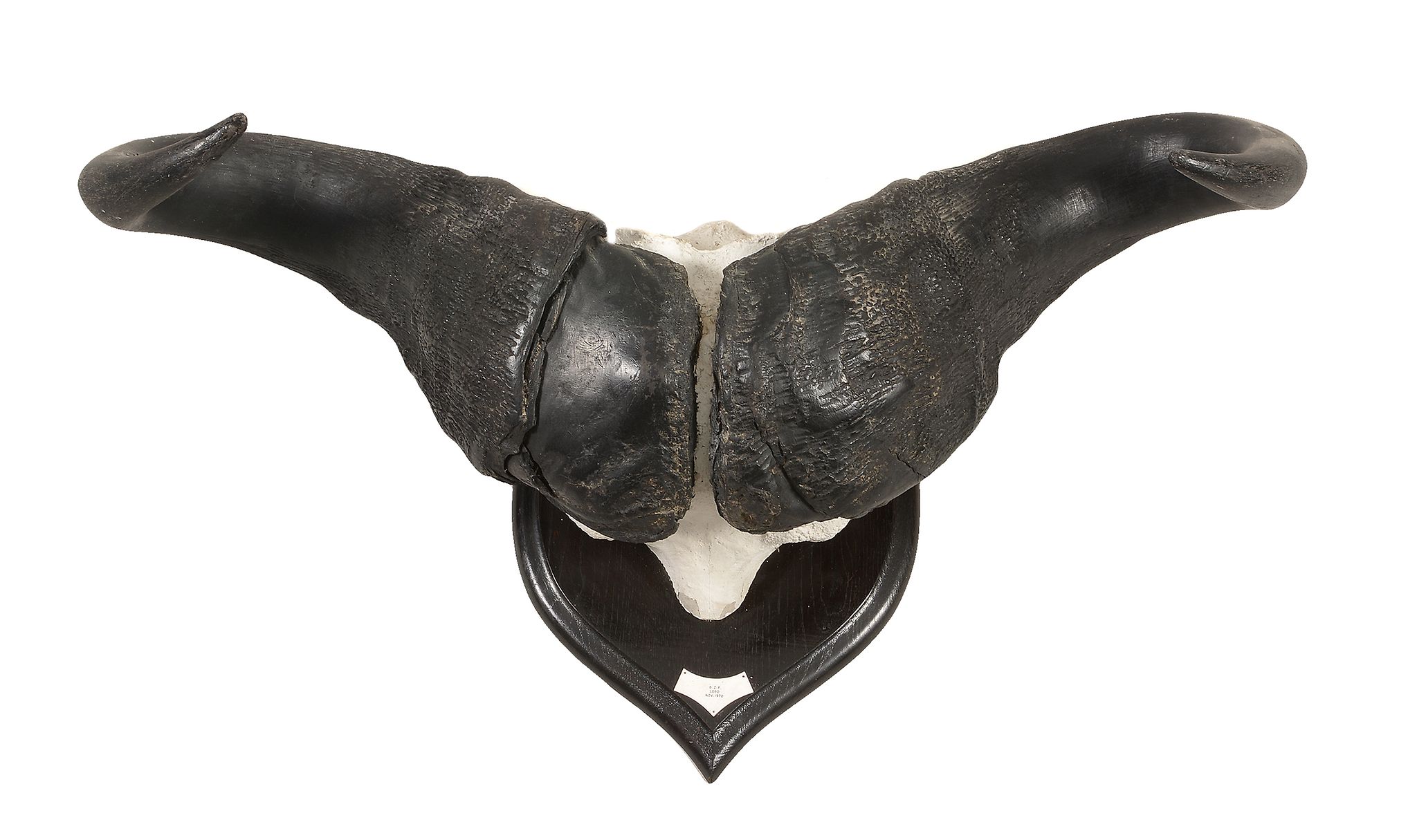 A pair of Tanzanian buffalo horns, dated for 1970  A pair of Tanzanian buffalo horns,   dated for