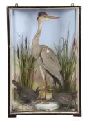 A preserved and mounted group of a heron and two moorhens  A preserved and mounted group of a
