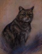 Georgina Shaw Baker (1860–1951) - Portrait of a cat, the only survivor from a gunned down German