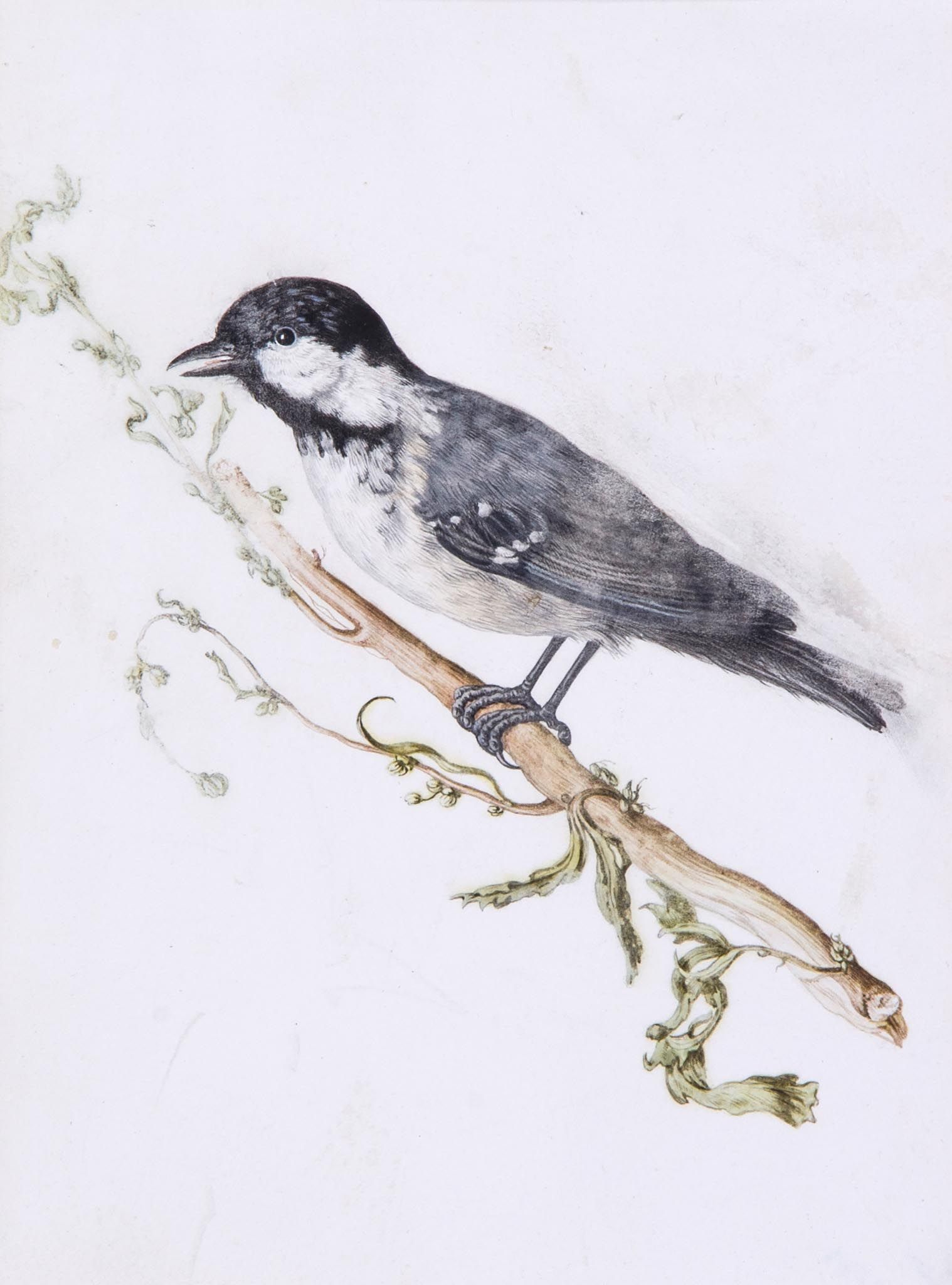 Attributed to Carl Wilhelm de Hamilton - A Coal Tit; a Black Capped Yellow Songbird, A pair,