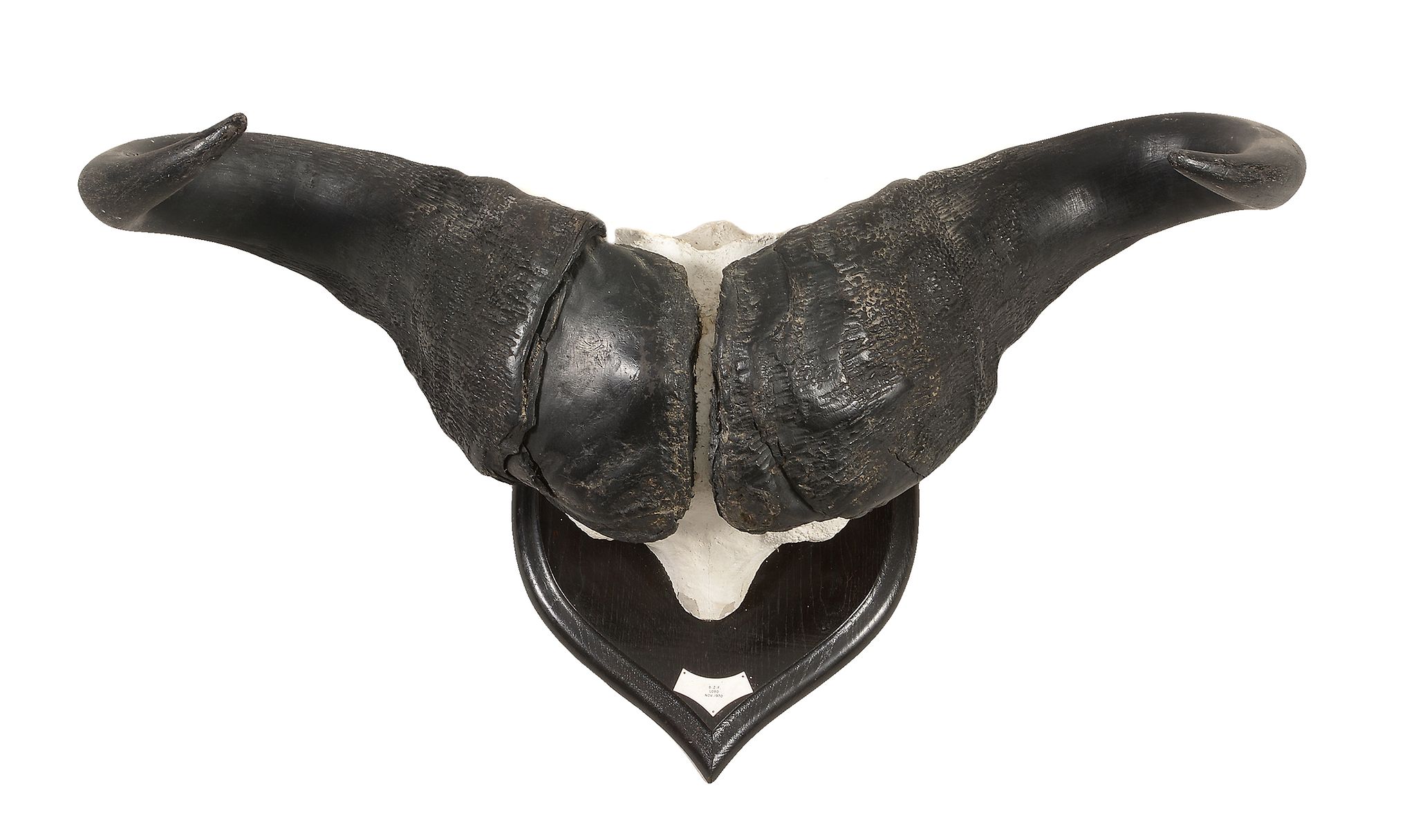 A pair of Tanzanian buffalo horns, dated for 1970 A pair of Tanzanian buffalo horns, dated for