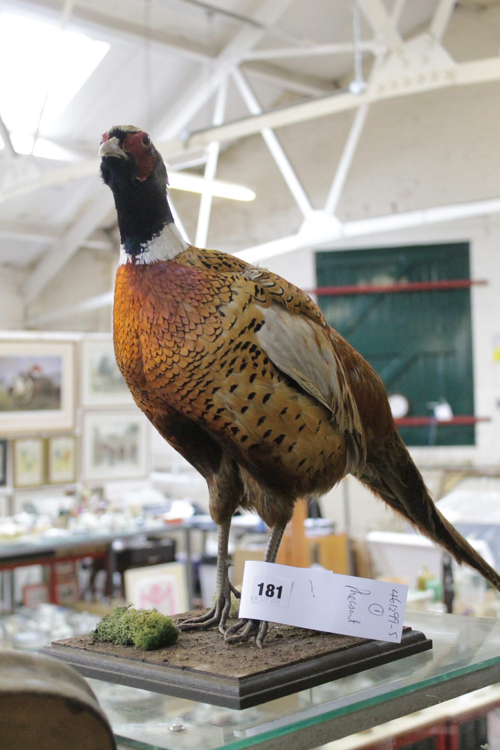 Taxidermy - a stuffed male pheasant, mounted on wooden plinth; 41cm high