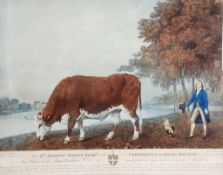 George Townley Stubbs (1748-1815) - The Lincolnshire Ox, stipple-engraving, with hand-colouring,