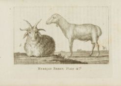 Pallas (Peter Simon) - An Account of the Different Kinds of Sheep Found in the Russian Dominions