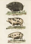 Dickson (R.W.) - Practical Agriculture; or, a Complete System of Modern Husbandry, 2 vol.,   first