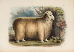 Low (David) - The Breeds of the Domestic Animals of the British Islands, 2 vol.,   first