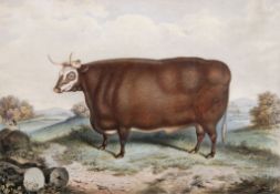 James William Giles (1801-1870) - A Hereford Prize Steer, lithograph with hand-colouring, after H.