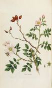 Curtis (William) - Flora Londinensis: or Plates and Descriptions of such Plants as grow wild in