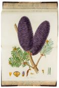 [Forbes (James)] - Pinetum Woburnense: or a Catalogue of Coniferous Plants, in the Collection of The