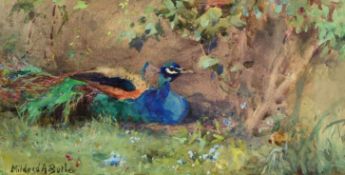 Mildred Anne Butler (1858-1941) - Peacock resting in a garden Watercolour, heightened with