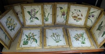 After John Nugent Fitch Botanical studies of orchids Original 19th century hand finished lithographs