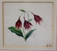 E.. Chambers (circa 1840) A study of a flower Initialled lower left 9.5cm x 10cm; Together with