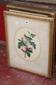 British School Botanical studies A pair of watercolours Approximately 33 x 25cm each; together with