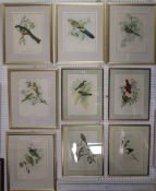 After J. Gould & H.C. Richter Ornithological studies A group of eleven polychrome prints
