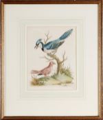 After George Edwards, Bird Studies, A set of ten, engravings with , hand colouring, Each 23.5 x 18.