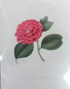After J. J. Jung Botanical studies A group of hand coloured prints 28 x 22cm; together with a