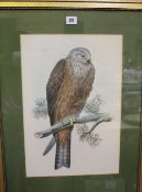 19th Century School Birds of prey studies A group of three lithographs Approximately 43 x 29.5cm