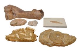 A collection of prehistoric fossil specimens, comprising that of a fish within a rectangular stone s
