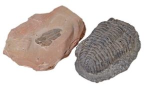 A fossilised trilobite, approximately  200 million years old, 14.5cm long;  and a fossilised group o