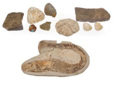 A collection of fossils and mineral specimens, including a fish specimen with clearly defined