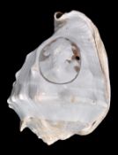 An Italian conch shell carved with an oval portrait cameo, of Psyche with butterflies,  8cm x 5.
