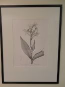 Eight P F Redoute prints of various plants all 690 x 900mm