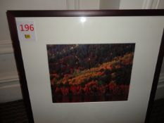 Framed 'autumn woodland scene' 590 x 550mm