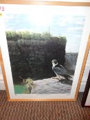 Framed Peregrine Falcon print by Ghislane Caron '84' 640 x 790mm