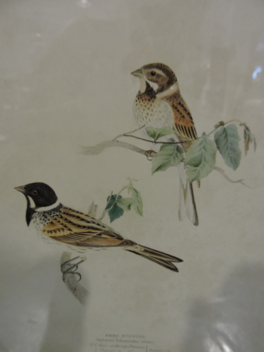 After Henry Leonard Meyer, 19th century lithographic plates of birds, circa 1835, framed and glazed,