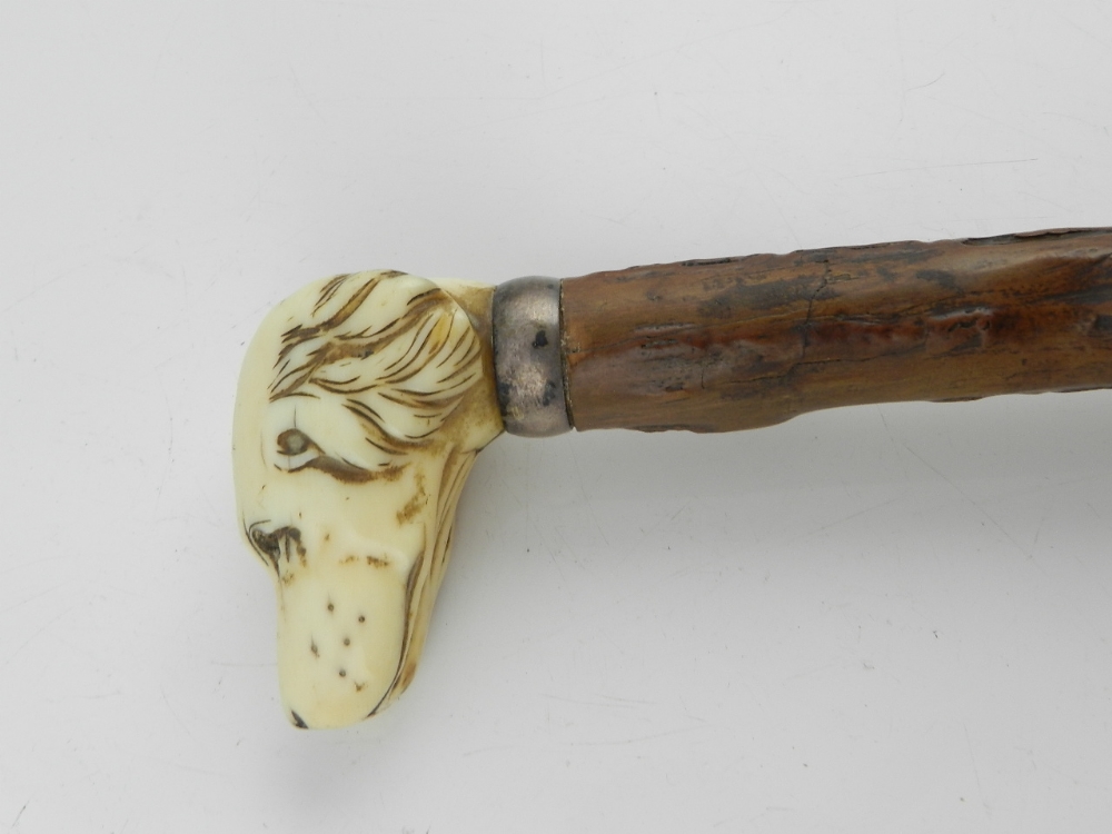 A 19th century walking cane, having a carved ivory dogs head terminal to a burr wood shaft, L. 87