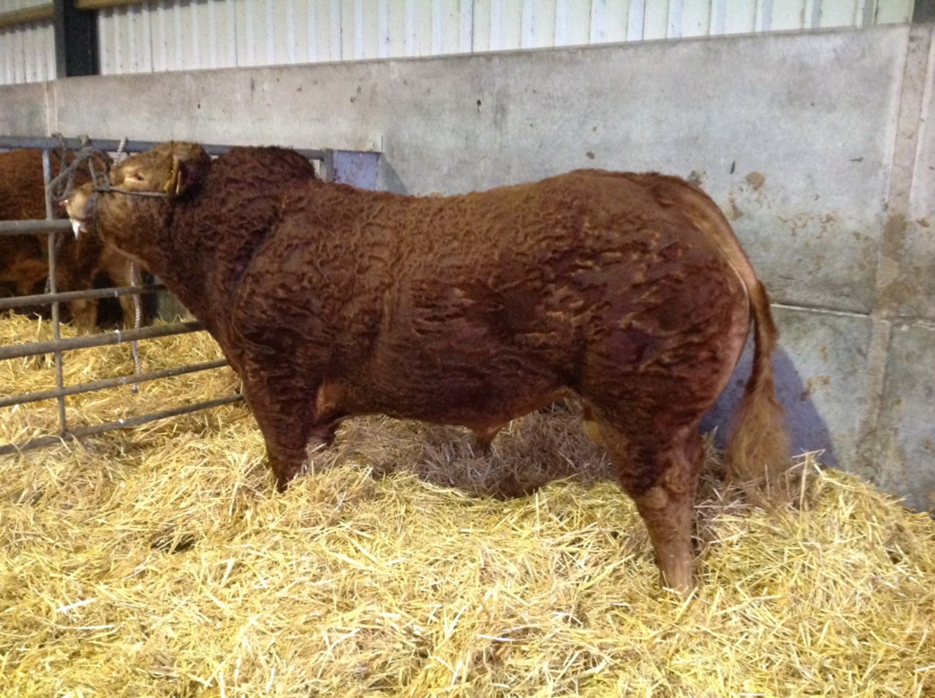 Breed / Sex :   Limousin - Bull   D O B :   Born 25/03/2013   Animal Name :  MCLARENS BLACK IKE - Image 2 of 3