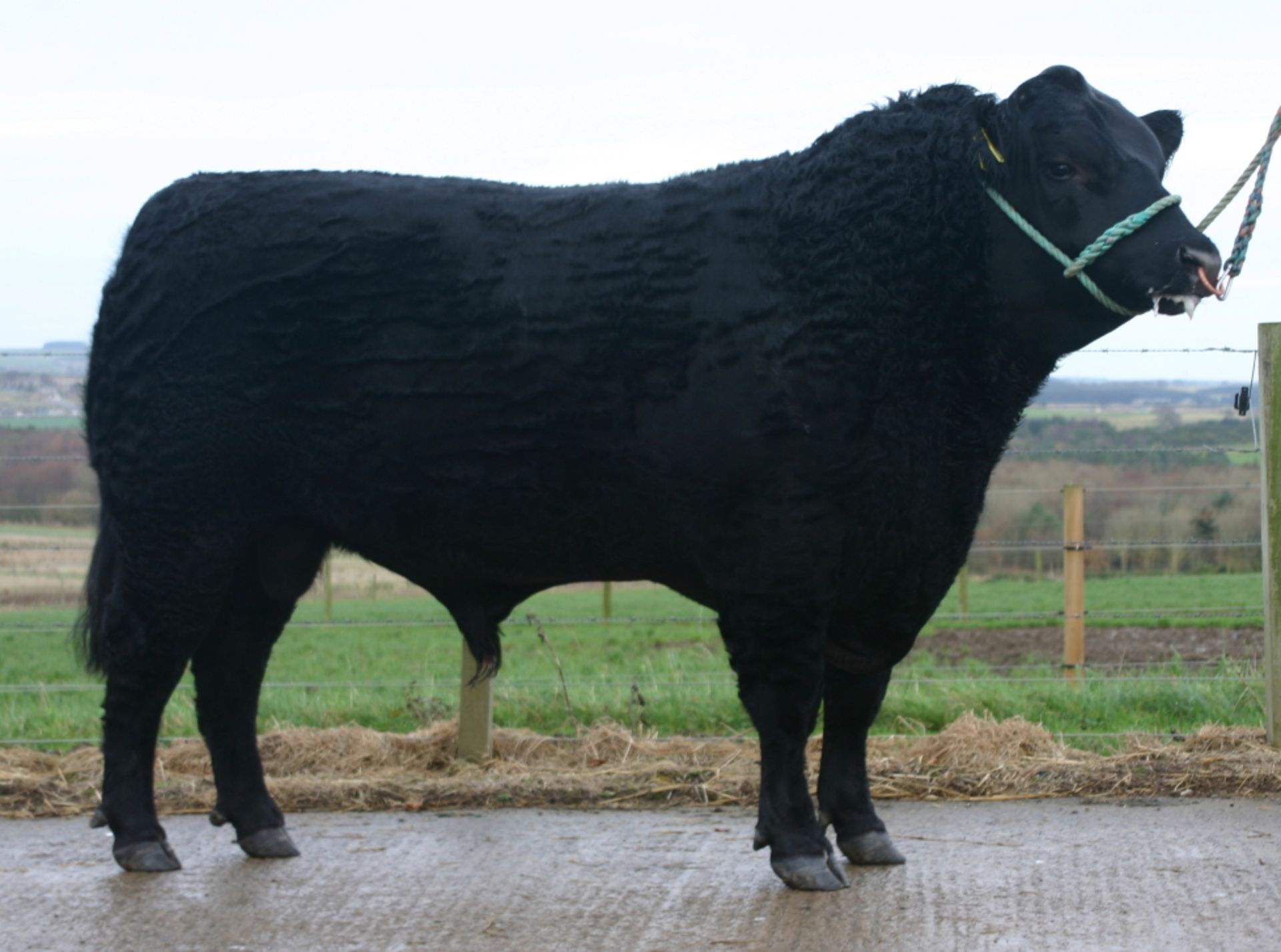 Breed / Sex :   Aberdeen Angus - Bull   D O B :   Born 06/02/2013   Animal Name :  LOGIE EVENTER