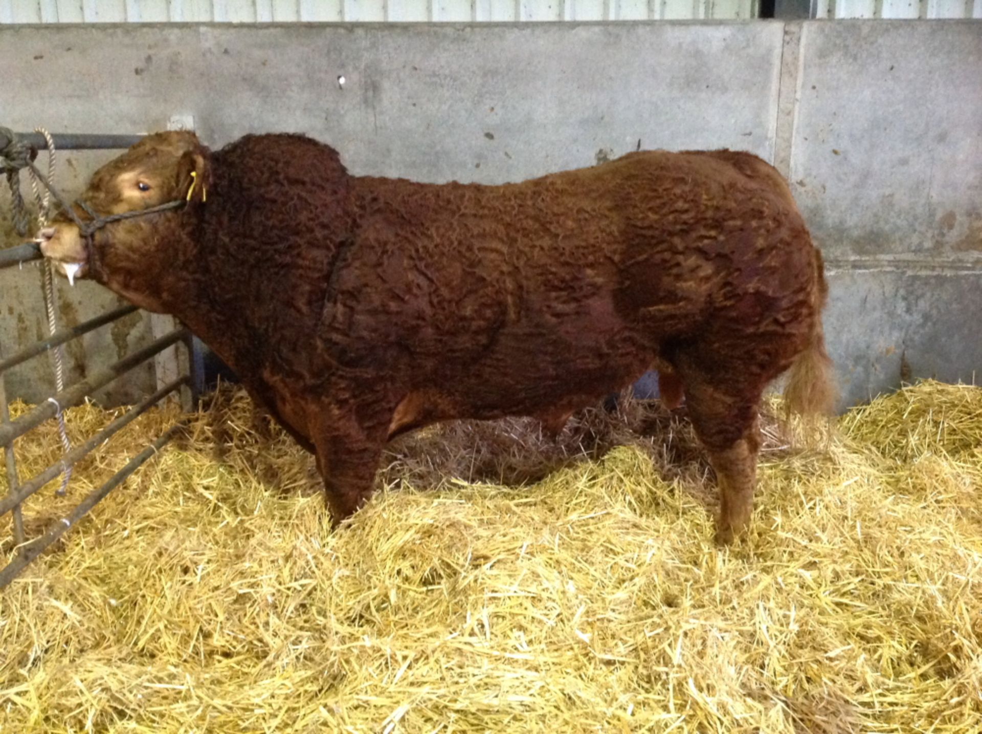 Breed / Sex :   Limousin - Bull   D O B :   Born 25/03/2013   Animal Name :  MCLARENS BLACK IKE