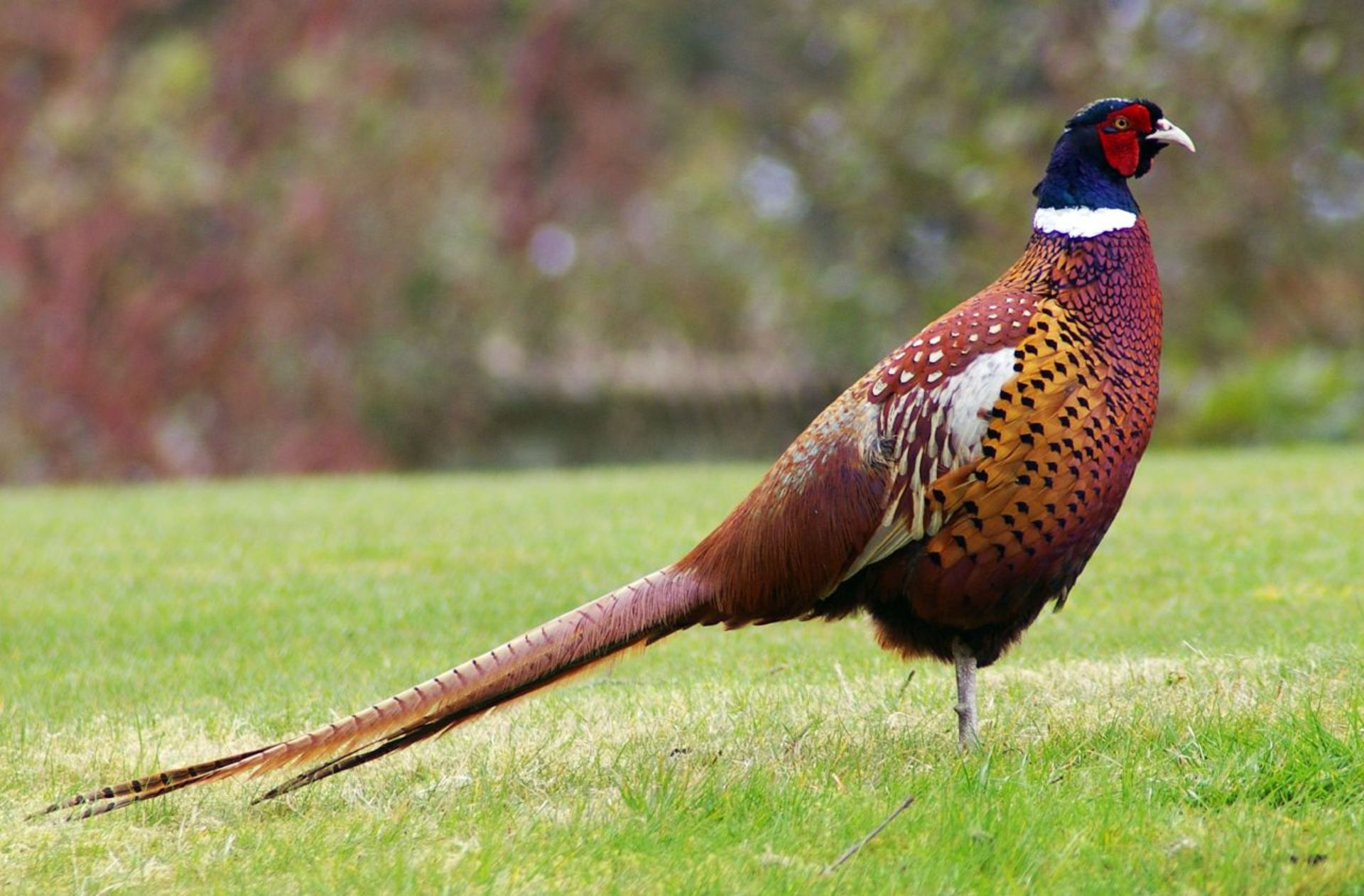 A days game shooting for a group of 10 guns in Suffolk - 3rd January 2015.