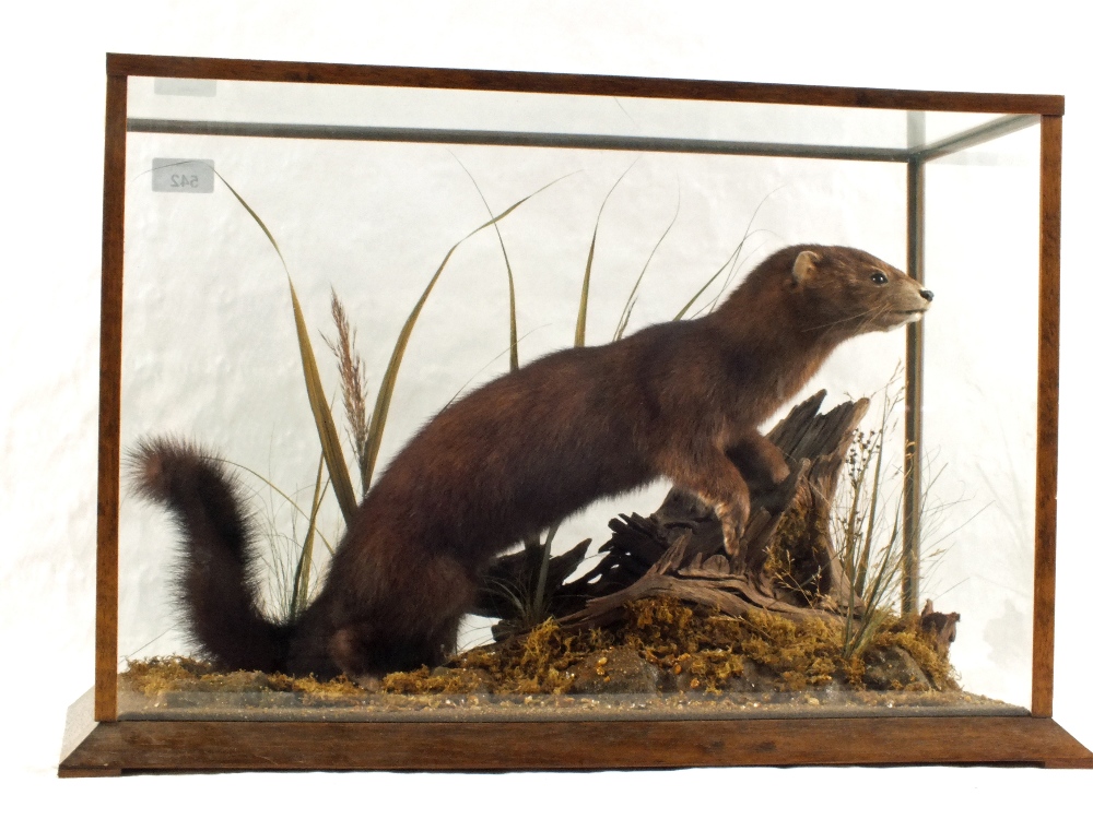 A cased Mink